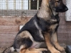 Bella Luna Kiridesja 14 wkn
